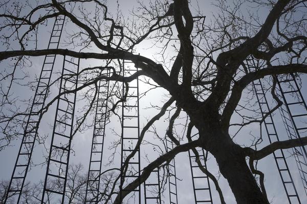 « L'Arbre aux échelles » de François Méchain